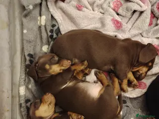 Miniature Dachshund dogs Mini dachshund - 1 male left - Advert 8