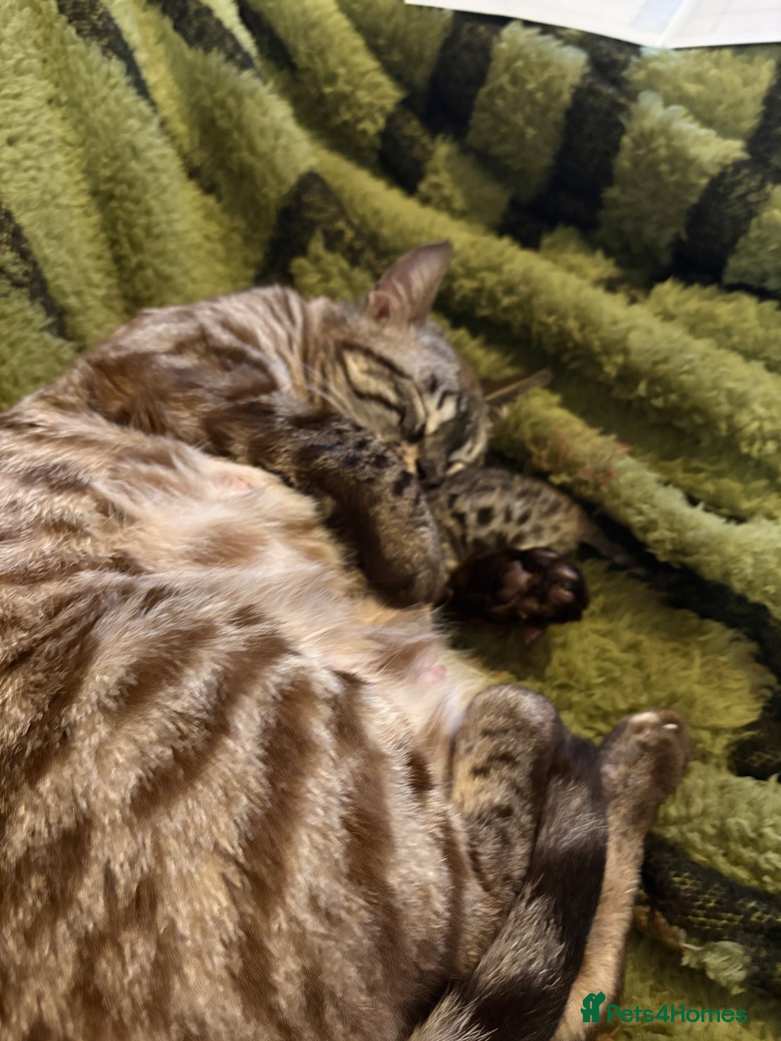 Bengal cats for sale: Registered Silver Spotted Bengal - Advert 1