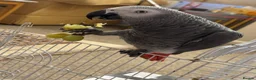 Parrots birds for sale: African Grey in Plymouth - Advert 3