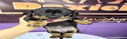 Dachshund dogs for sale: 3 adorable standard dachshund girls available  - Advert 14