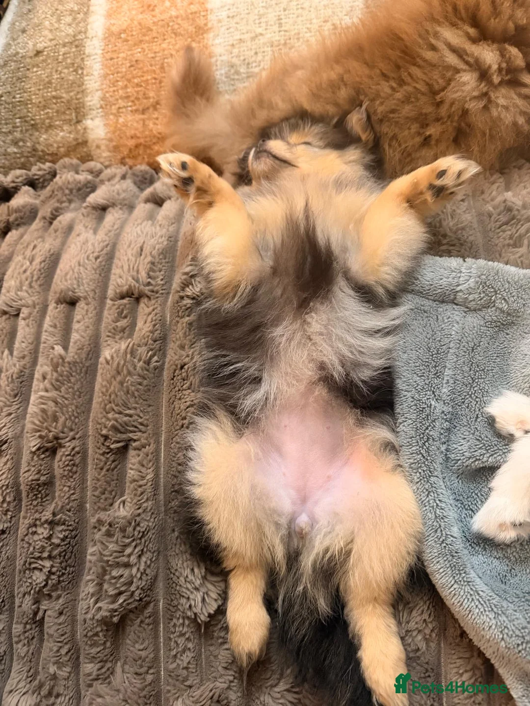 Pomeranian dogs for sale: Merle Pomeranian Girl - Advert 2