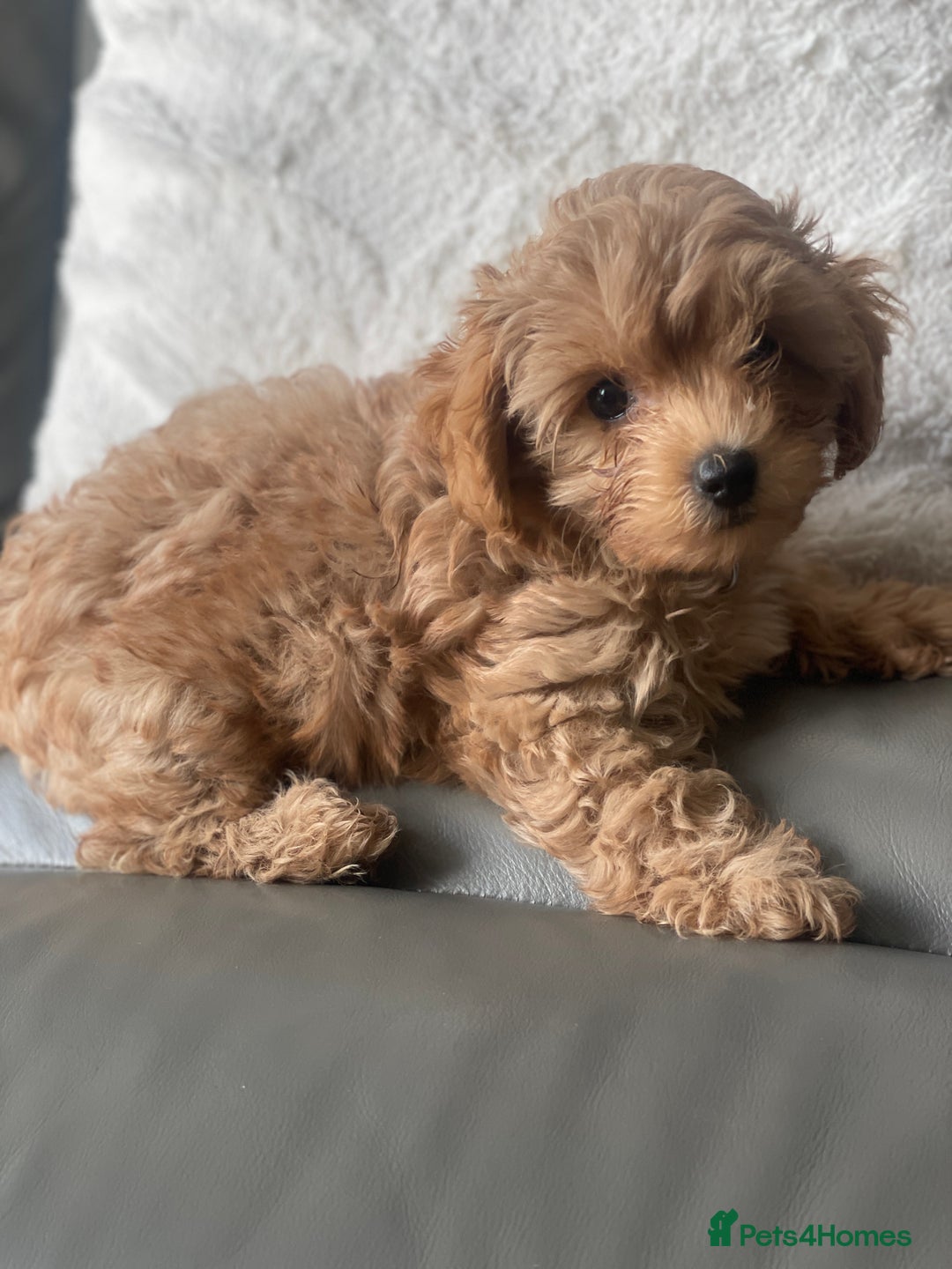 Toy Poodle dogs for sale: Toy poodle girls - Image 6