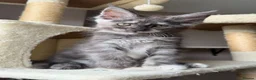 Maine Coon cats for sale: LAST AVAILABLE Moons Maines Maine Coon Kittens  - Advert 3