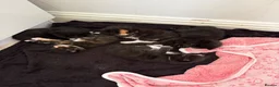 Mixed Breed cats for sale: Beautiful Kittens - Advert 2