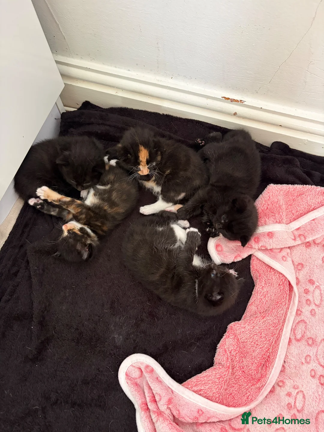 Mixed Breed cats for sale: Beautiful Kittens - Advert 2