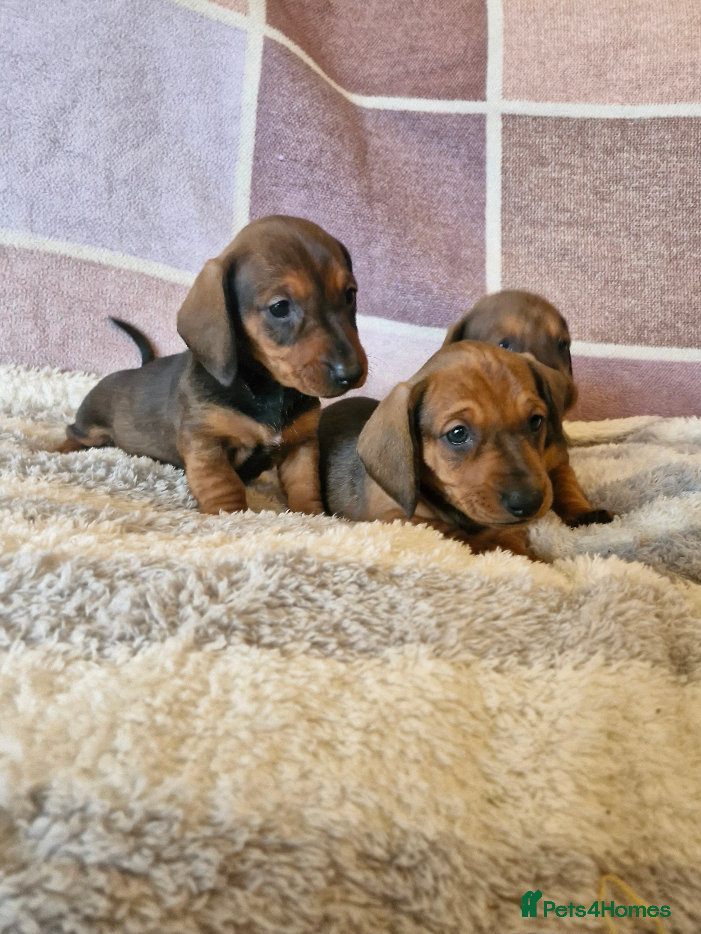 Dachshund dogs Gorgeous KC standard dachsund pups - Advert 1