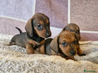 Dachshund dogs Gorgeous KC standard dachsund pups - Advert 5