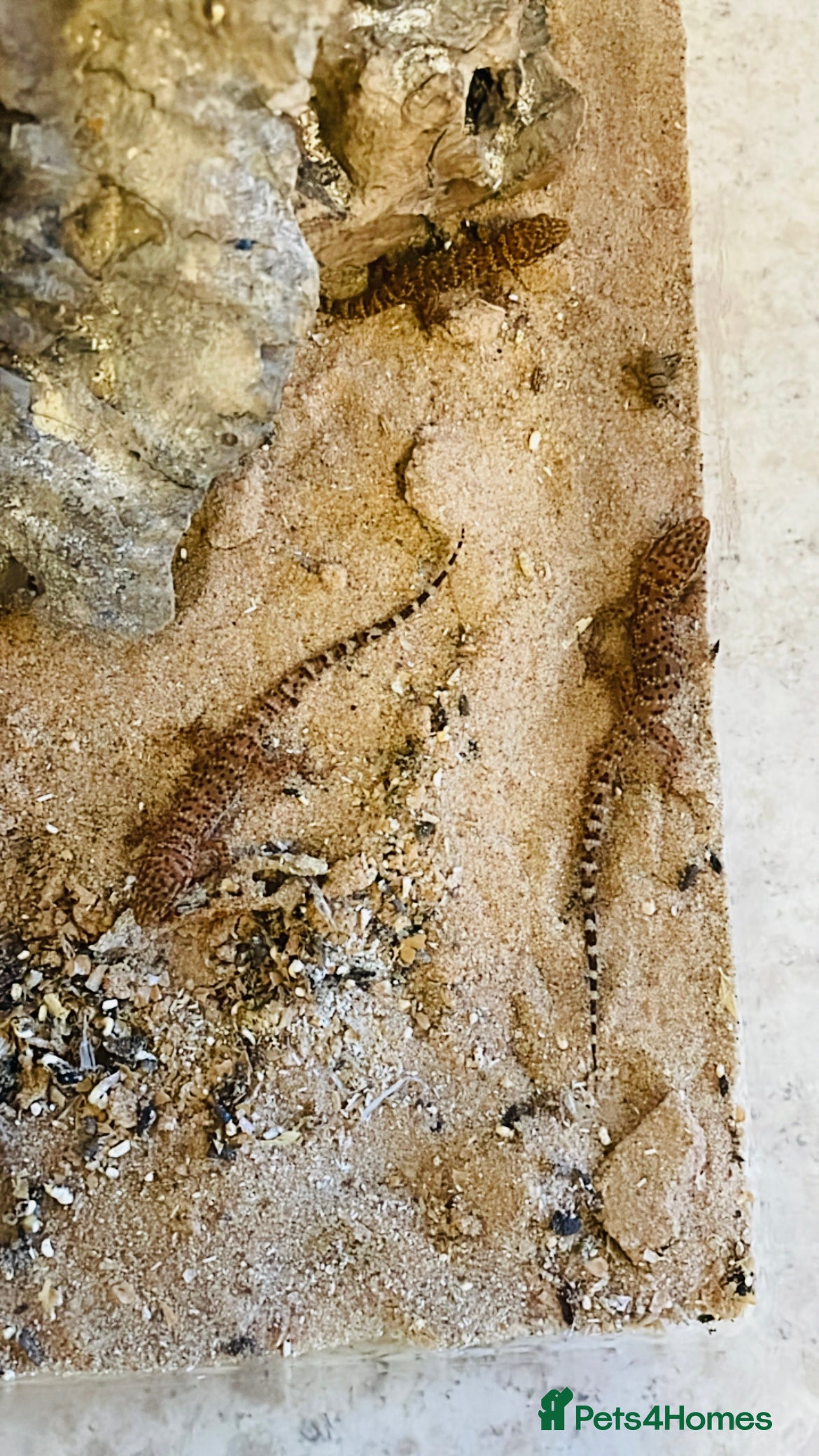 Gecko reptiles Bynoe Geckos “Heteronotia binoei “ CB25   - Advert 1