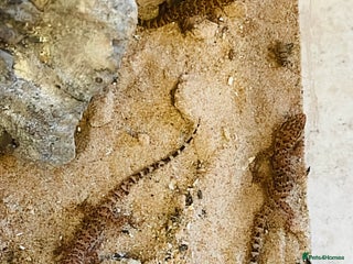 Gecko reptiles - Advert 16