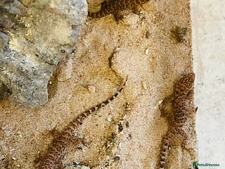 Gecko reptiles Bynoe Geckos “Heteronotia binoei “ CB25 - Advert 14