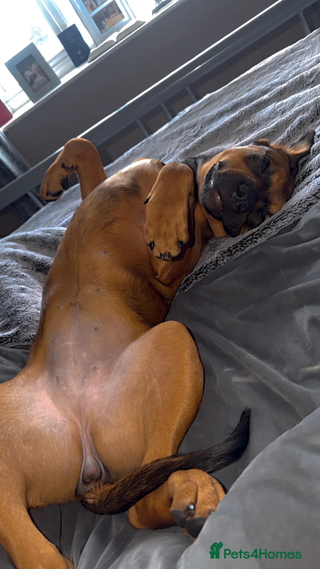 Mixed Breed dogs for sale: My name is star  in Wednesbury - Advert 7