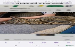 Ragdoll cats for sale: Ragdoll cross - Image 9