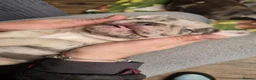 French Bulldog dogs for sale: 3 Male French Bulldogs READY TO GO - Advert 10