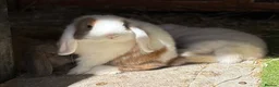 Mini Lop rabbits for sale: Reserved Only 1 baby mini lop left - boy - Advert 12