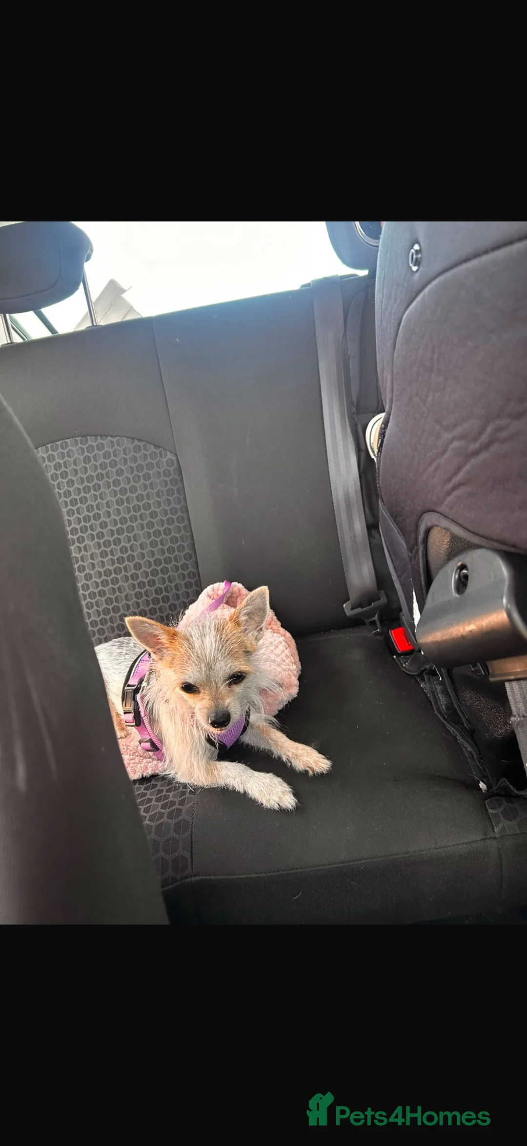 Chorkie dogs for sale: Miniature Chorkie female  - Advert 2