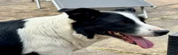 Border Collie dogs for sale: Gorgeous Collie Pups Mum ISDS Registered - Advert 2