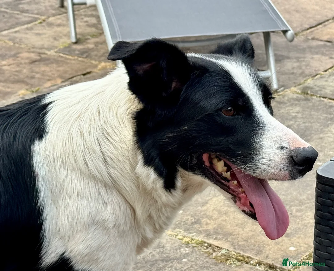 Border Collie dogs for sale: Gorgeous Collie Pups Mum ISDS Registered - Advert 2