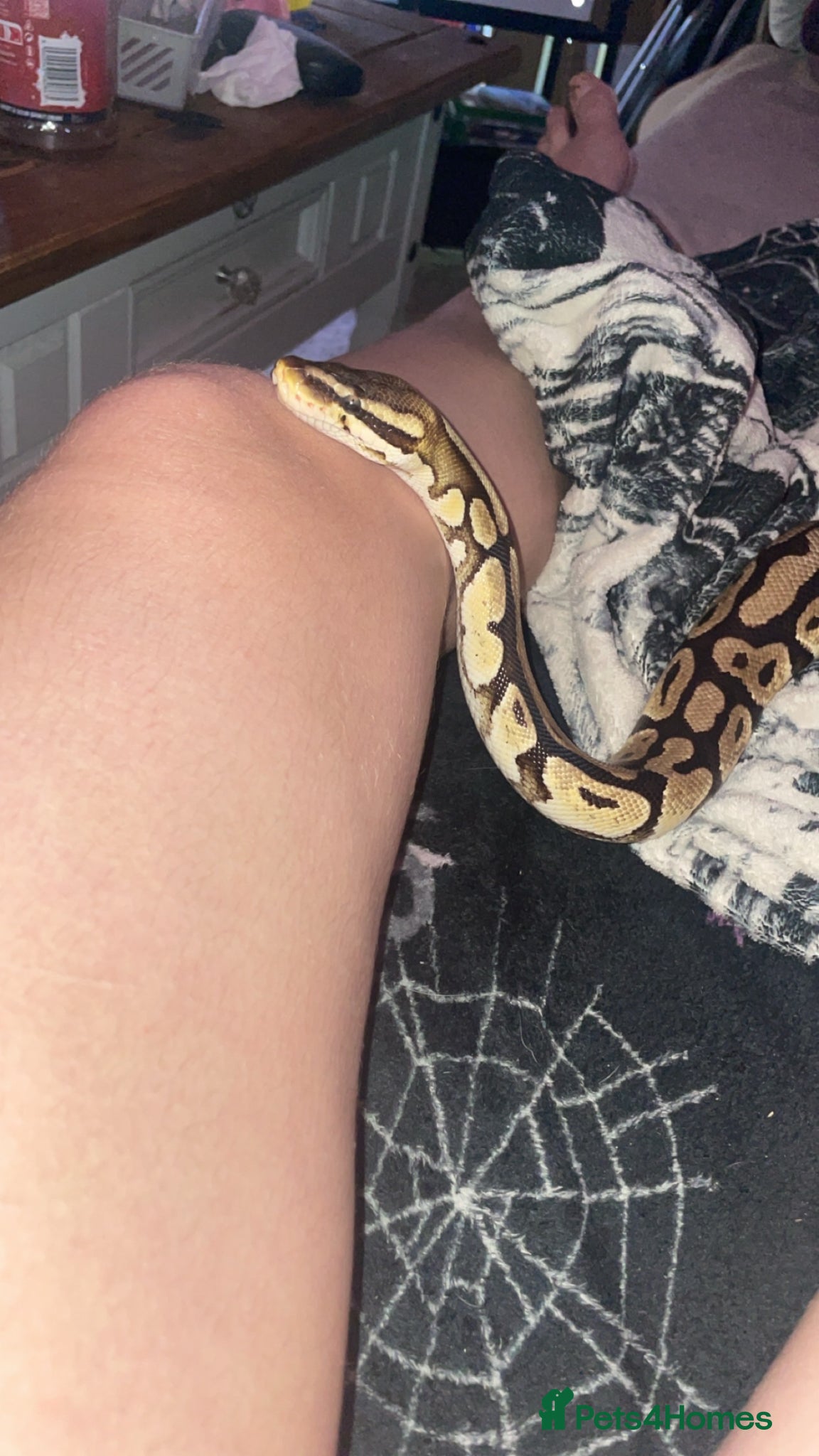 Python Snake reptiles for sale: 2 snakes (corn + royal python)  - Advert 5