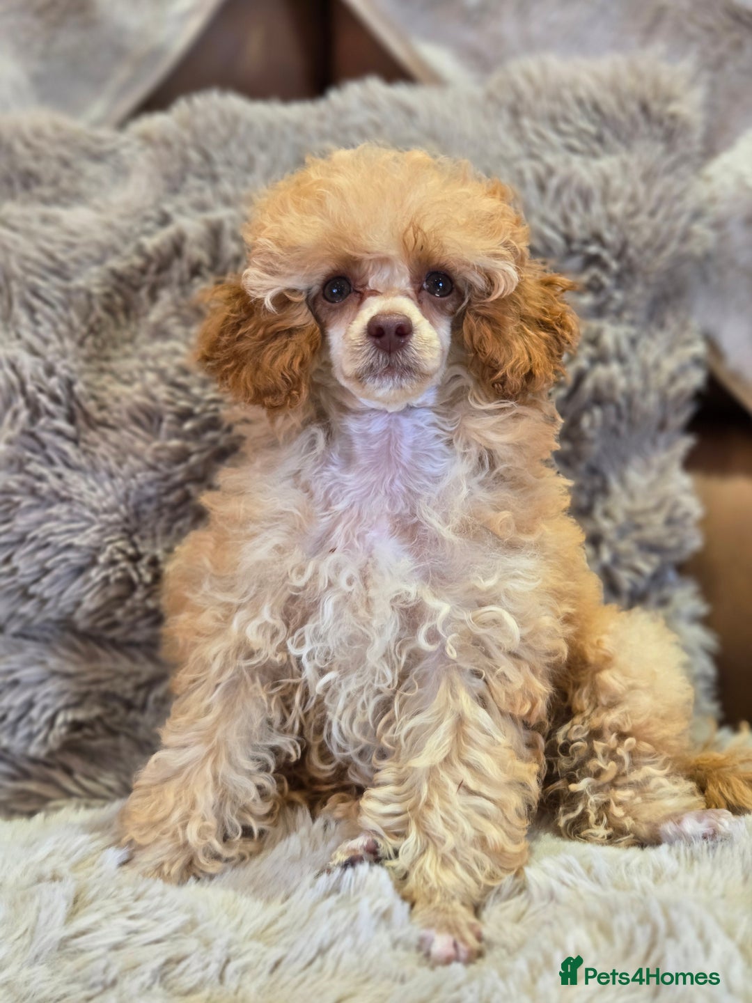 Toy Poodle dogs for sale: KC Reg stunning tiny Choc Apricot Girl Toy Poodle - Image 8