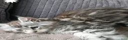 Siberian cats for sale: Beautiful Siberian kitten ready for a new home. - Advert 6