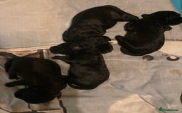 Bedlington Terrier dogs for sale: KC Registered Bedlington Terrier Pups - Image 12