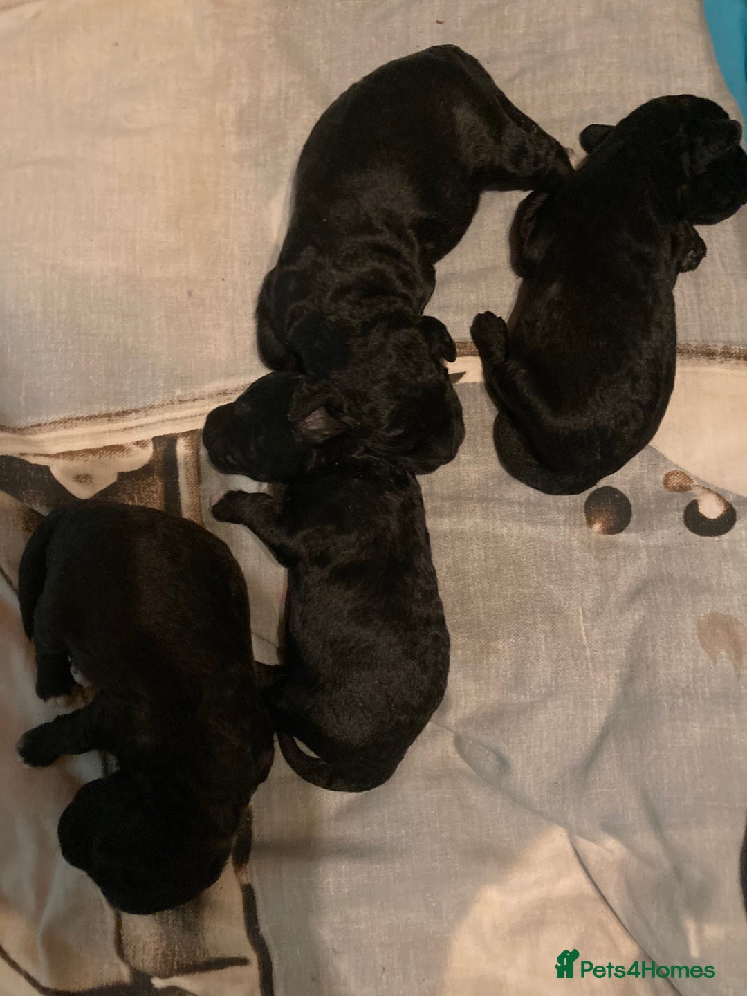 Bedlington Terrier dogs for sale: KC Registered Bedlington Terrier Pups - Image 12