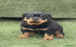 Rottweiler dogs for sale: KC Reg Rottweiler  - Image 3