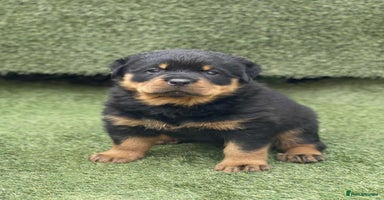 Rottweiler dogs - Advert 6