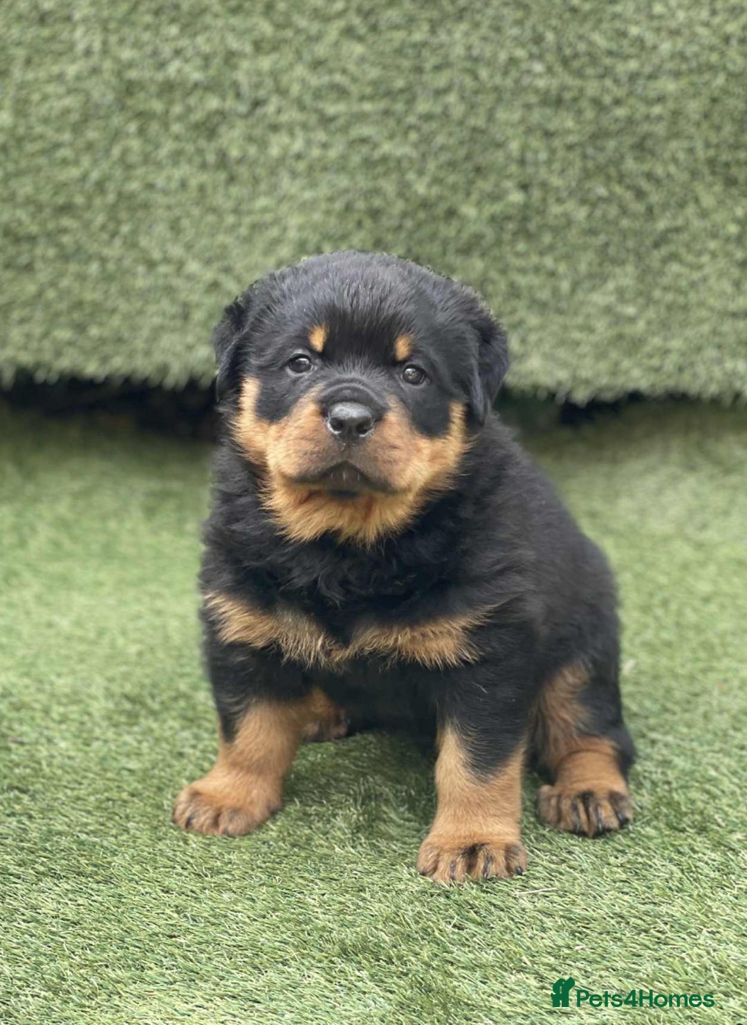 Rottweiler dogs for sale: KC Reg Rottweiler  - Image 3
