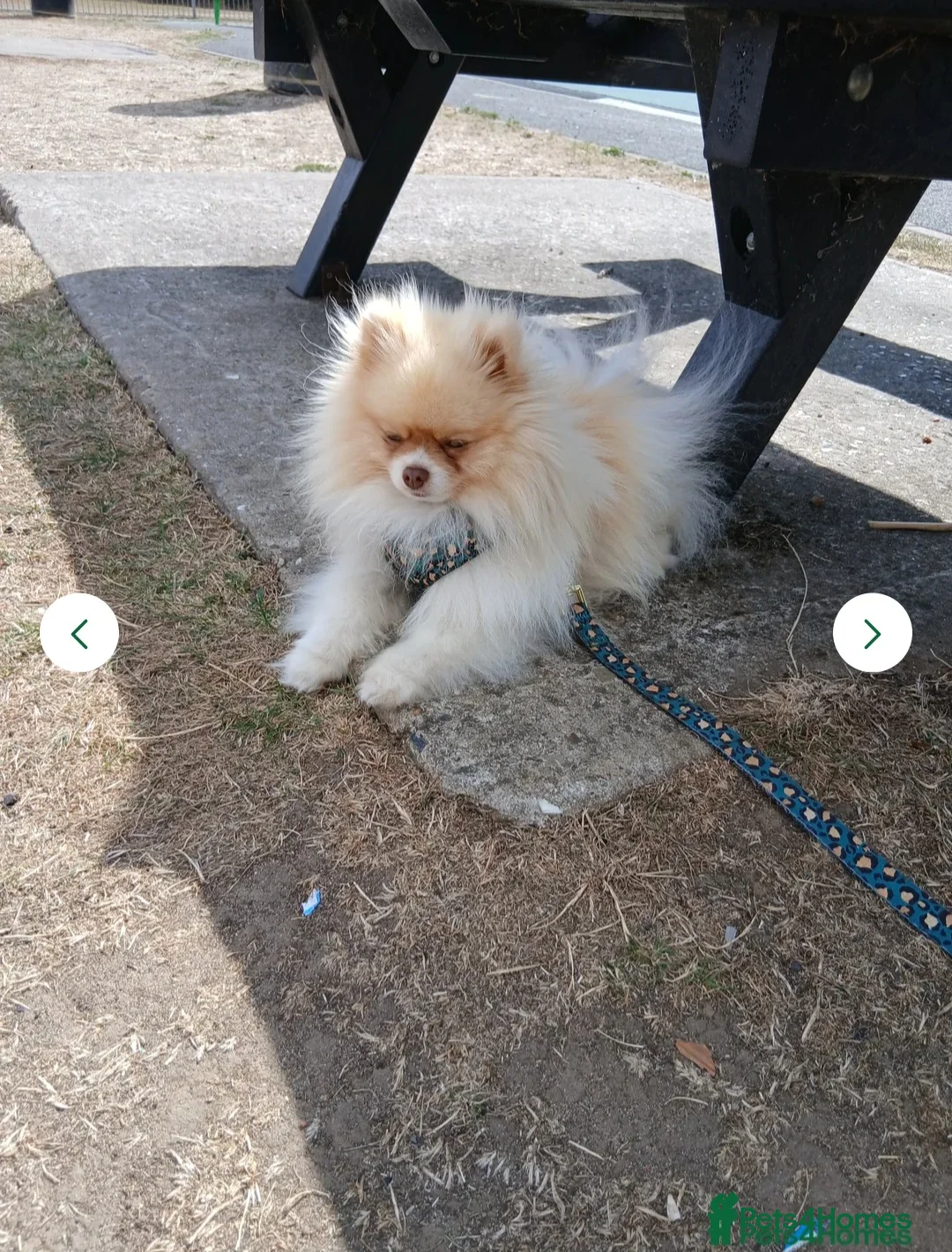Pomeranian dogs for sale: KC Registered PEDIGREE Pomeranian  - Advert 3