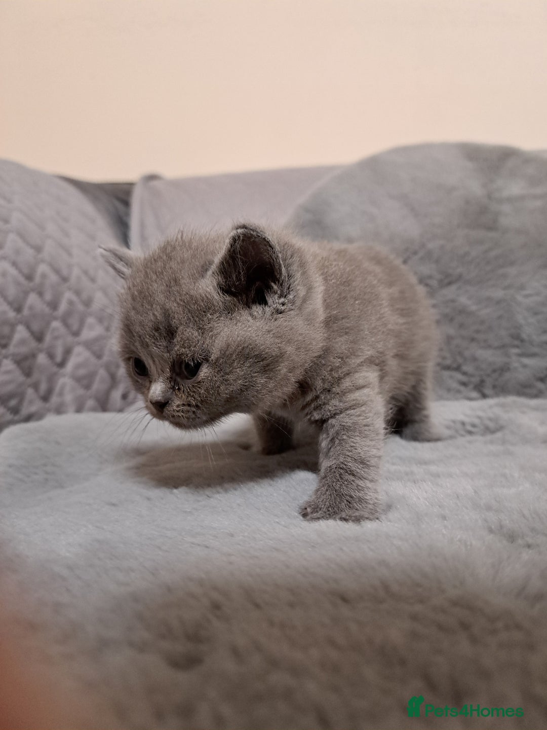 British Shorthair cats for sale: BRITISH SHORTHAIR BLUE and LILAC are AVAILABLE  - Advert 10