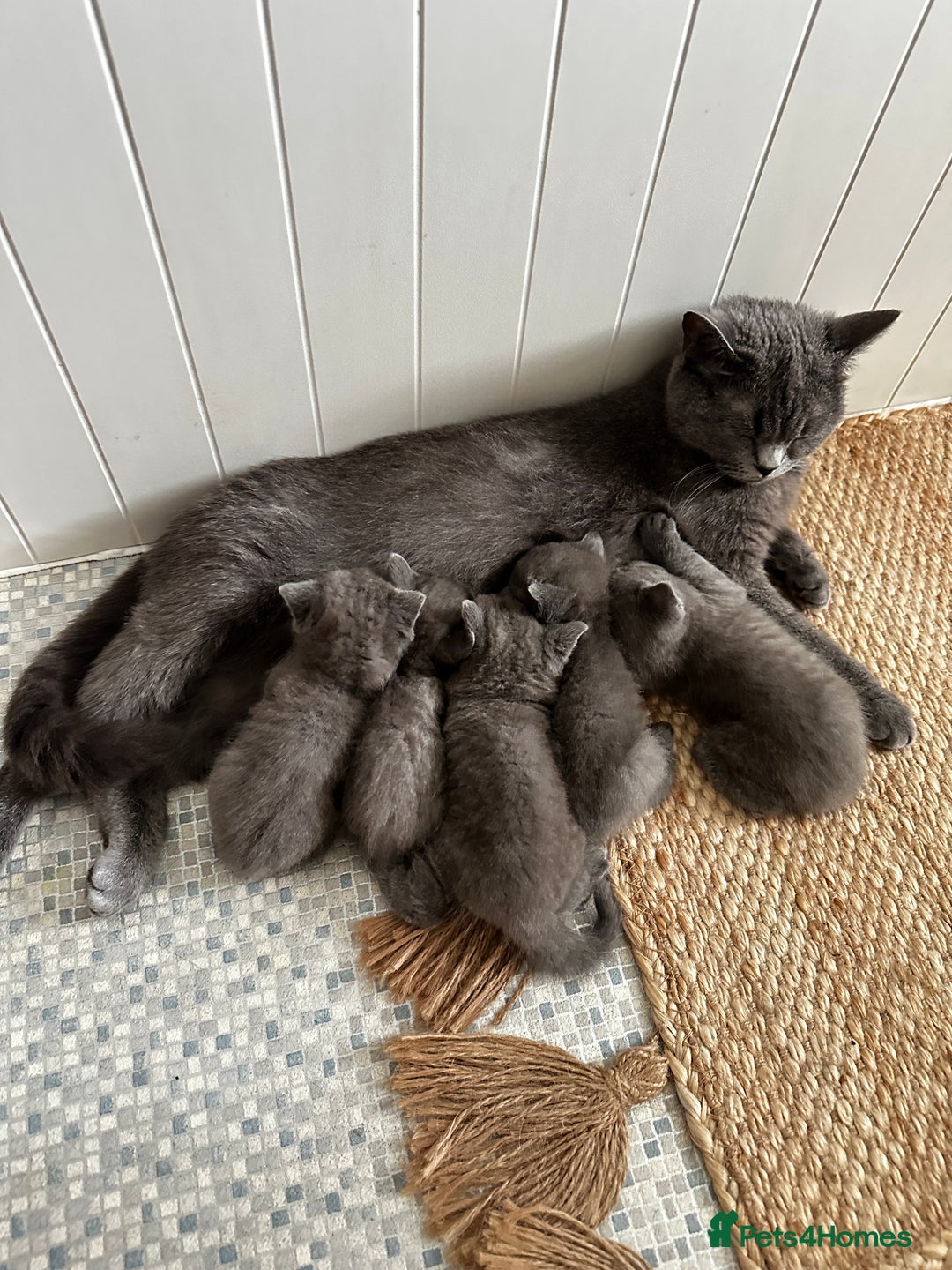 British Shorthair cats for sale: British blue short hair x Scottish fold ears - Image 15