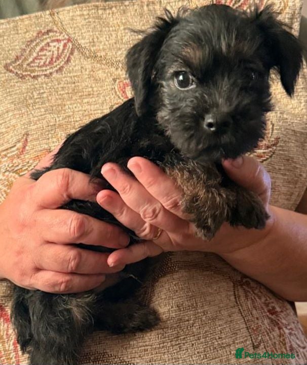 Border Terrier dogs 2 Boys.Border terrier puppies SLEMCLR parents  - Advert 8
