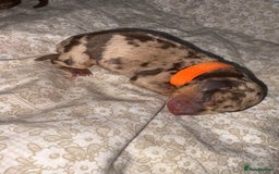Miniature Dachshund dogs for sale: Miniature dachshund pups for sale 2 boys 1 girl  - Image 19