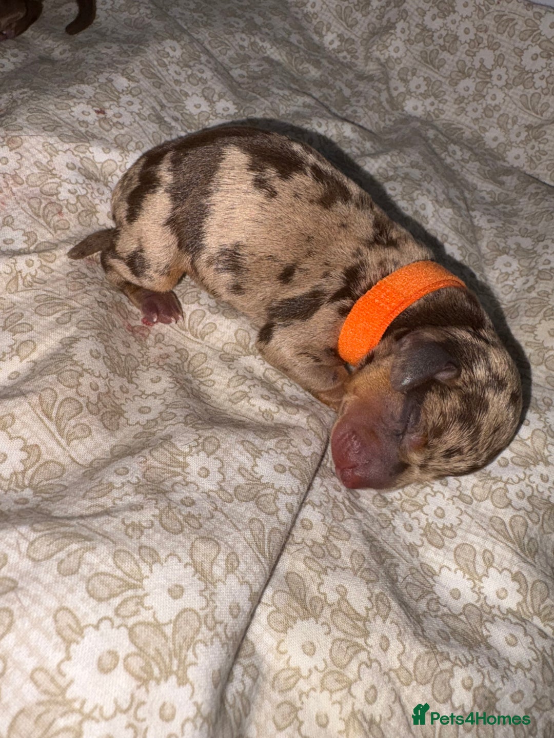 Miniature Dachshund dogs for sale: Miniature dachshund pups for sale 2 boys 1 girl  - Image 19