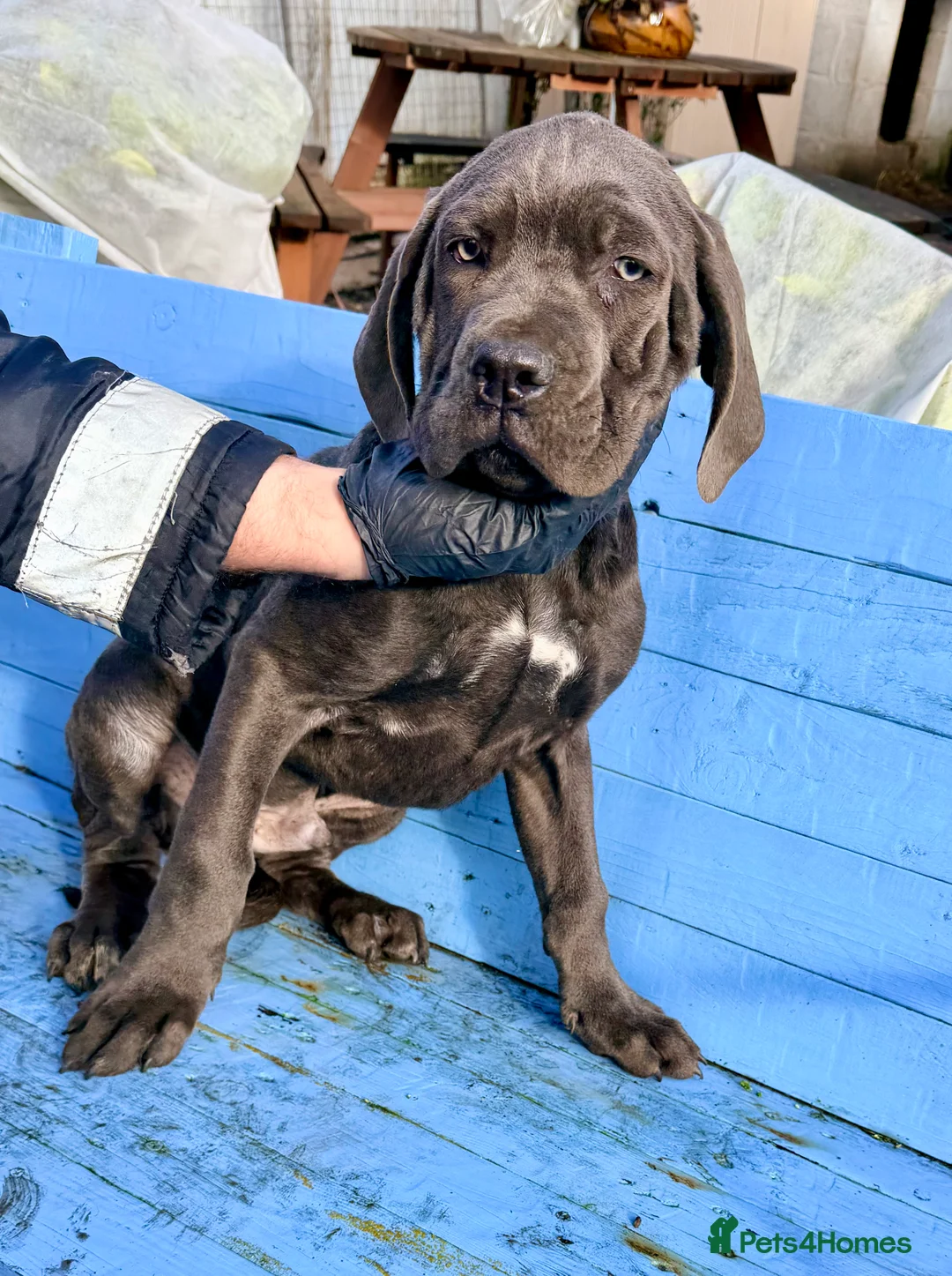 Cane Corso dogs for sale: Beautiful Cane Corso puppies available - Advert 3