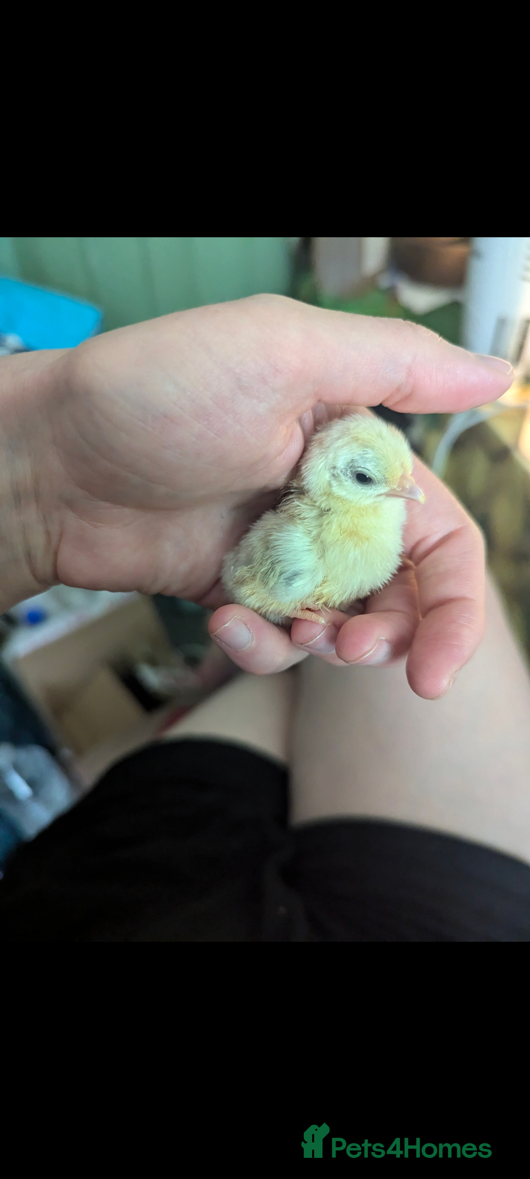 Chickens poultry for sale: Tiny Serama chicks (world's smallest chicken) - Image 4