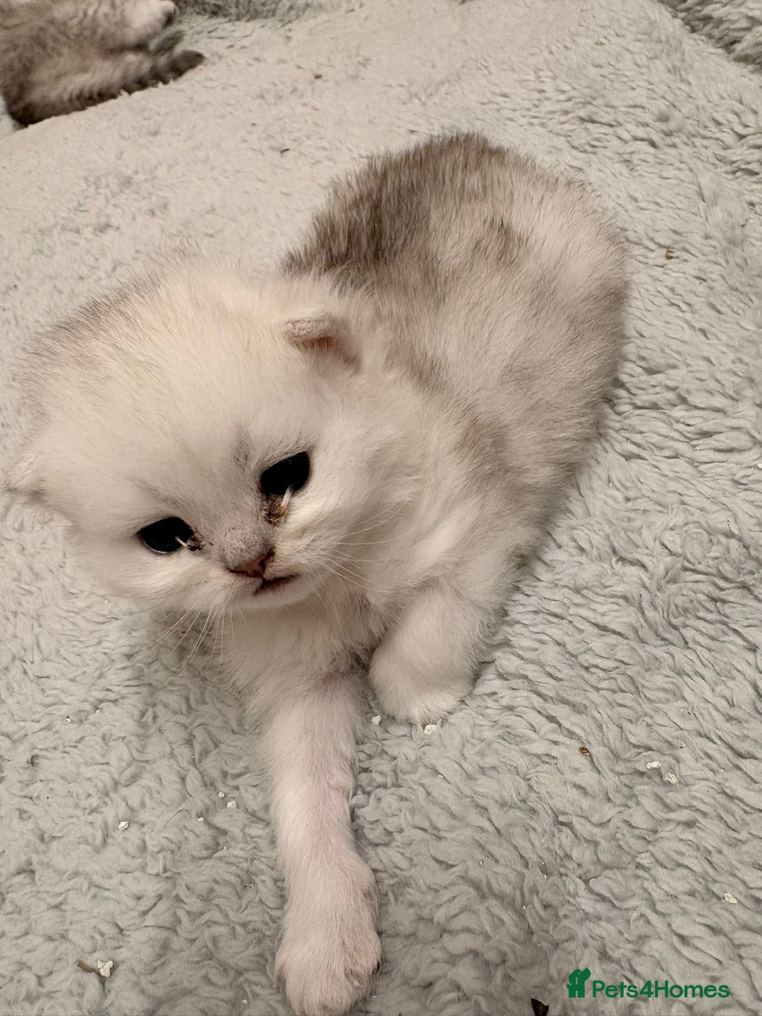 Persian cats for sale: Beautiful girl - Advert 4