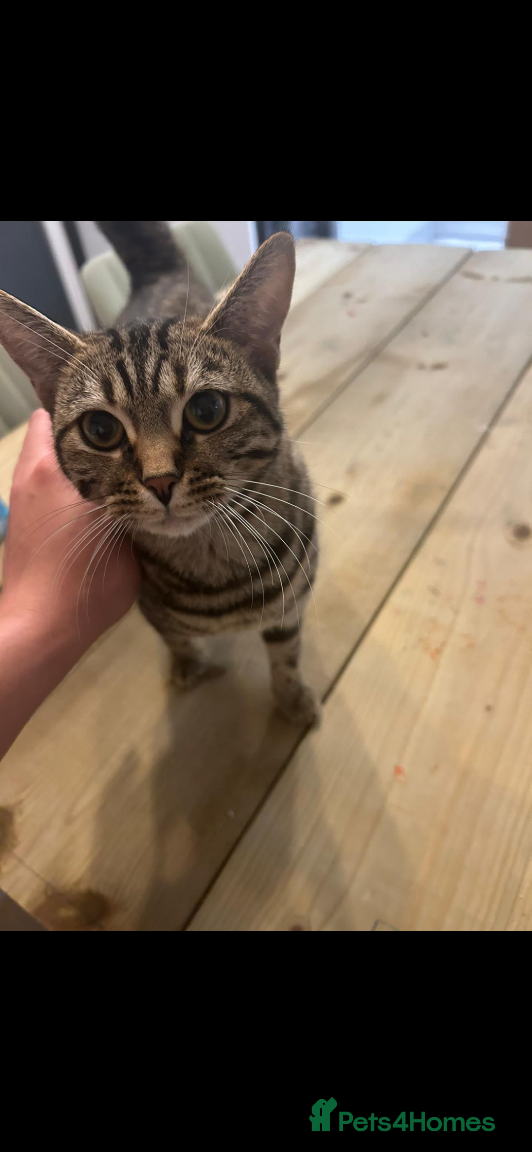 Bengal cats for sale: Bengal mix  - Advert 2