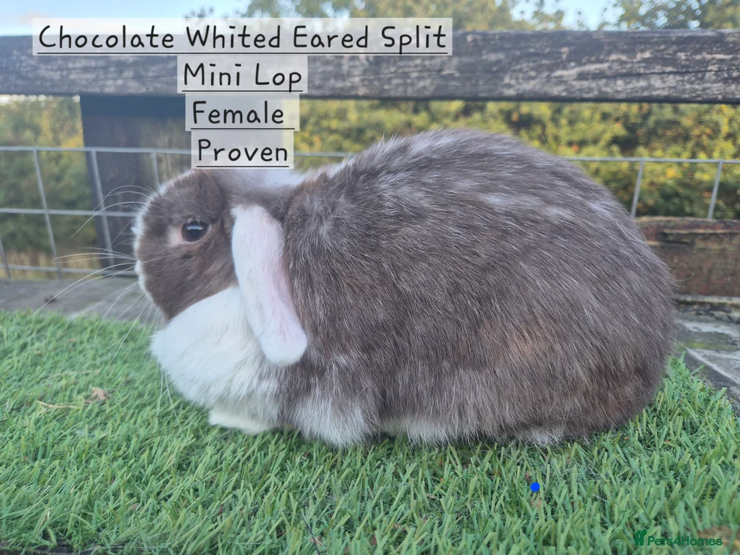 Mini Lop rabbits for sale: Various Mini Lops  - Advert 14