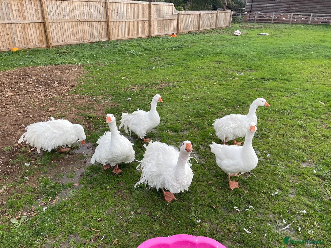 Geese poultry for sale: 2 Male Sebastapol geese  - Advert 4