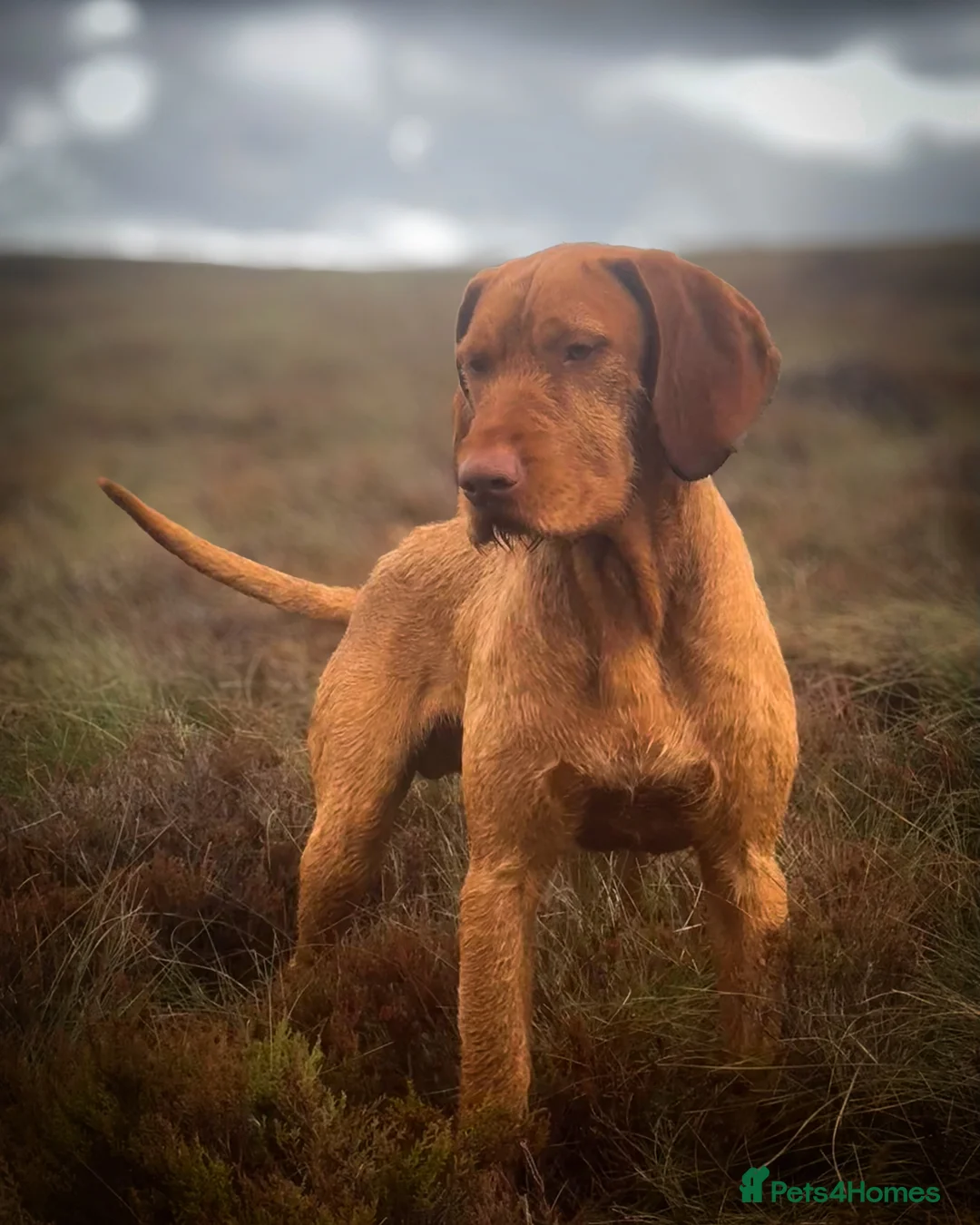 Hungarian Vizsla dogs for stud: Imported Head keeper owned stud  in Skipton - Advert 6