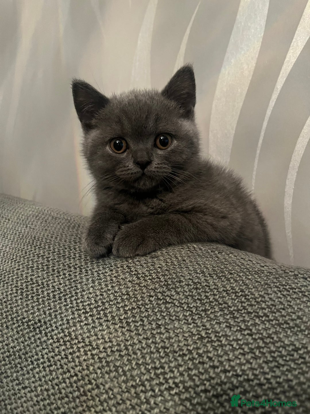 British Shorthair cats for sale: British Blue Shorthair Kittens(Male) 1 available - Image 17