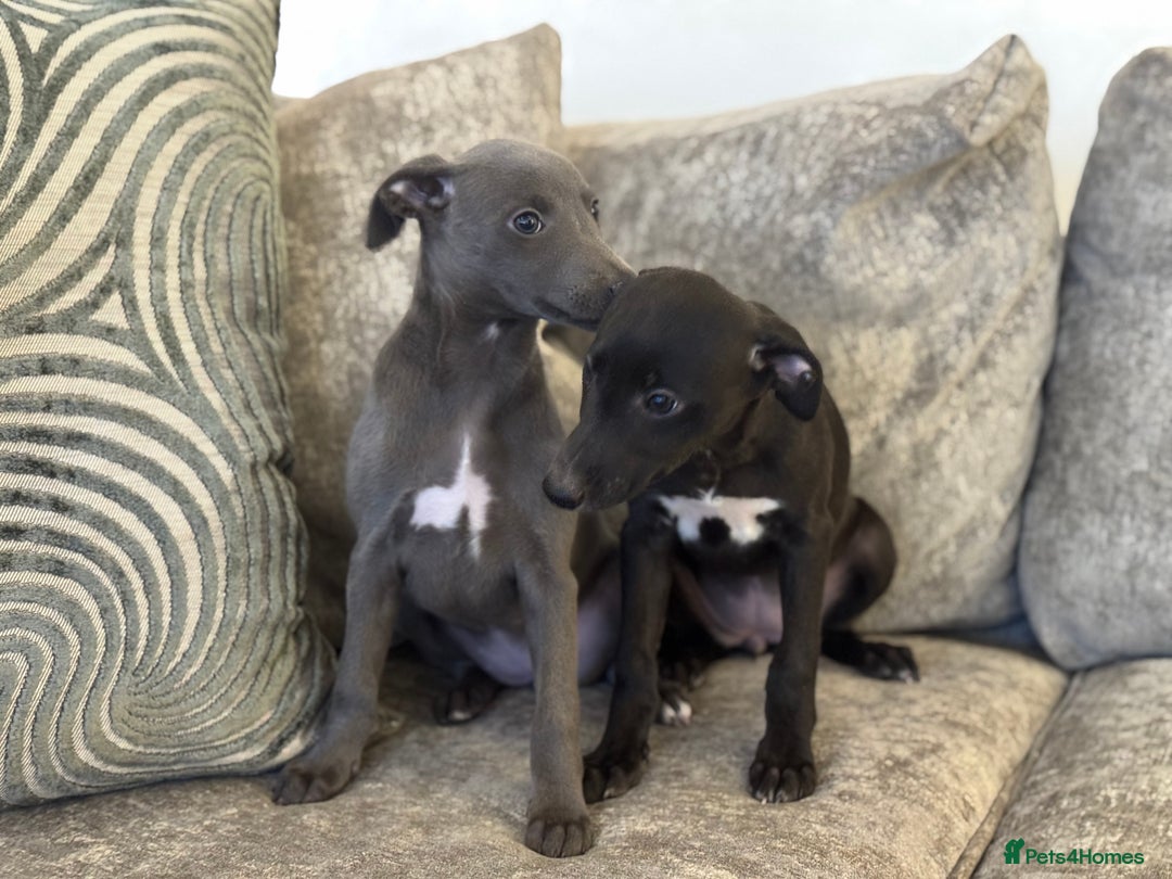Whippet dogs for sale: 2 BEAUTIFUL TRUE SHOE TYPE KC REGISTERED WHIPPETS - Advert 1
