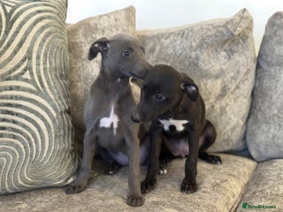Whippet dogs 2 BEAUTIFUL TRUE SHOE TYPE KC REGISTERED WHIPPETS - Advert 2