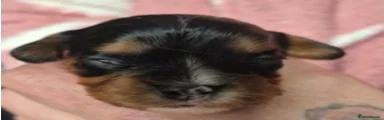 Cavalier King Charles Spaniel Puppy 5
