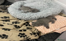 British Shorthair cats for sale: •Blue BSH Kittens – Ready Now . Last kitten left  - Image 12