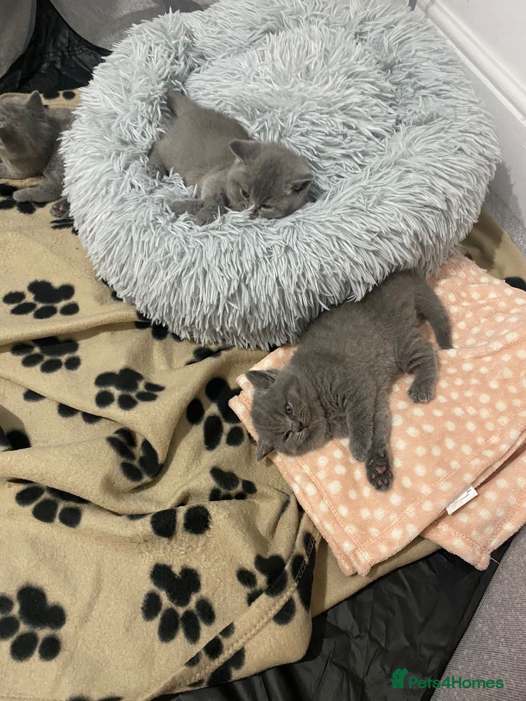 British Shorthair cats for sale: •Blue BSH Kittens – Ready Now . Last kitten left  - Image 12