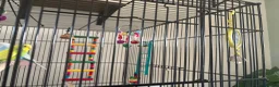 Budgerigars birds for sale: 2 male budgies for sale with cage, food and toys  in Broadway - Advert 3