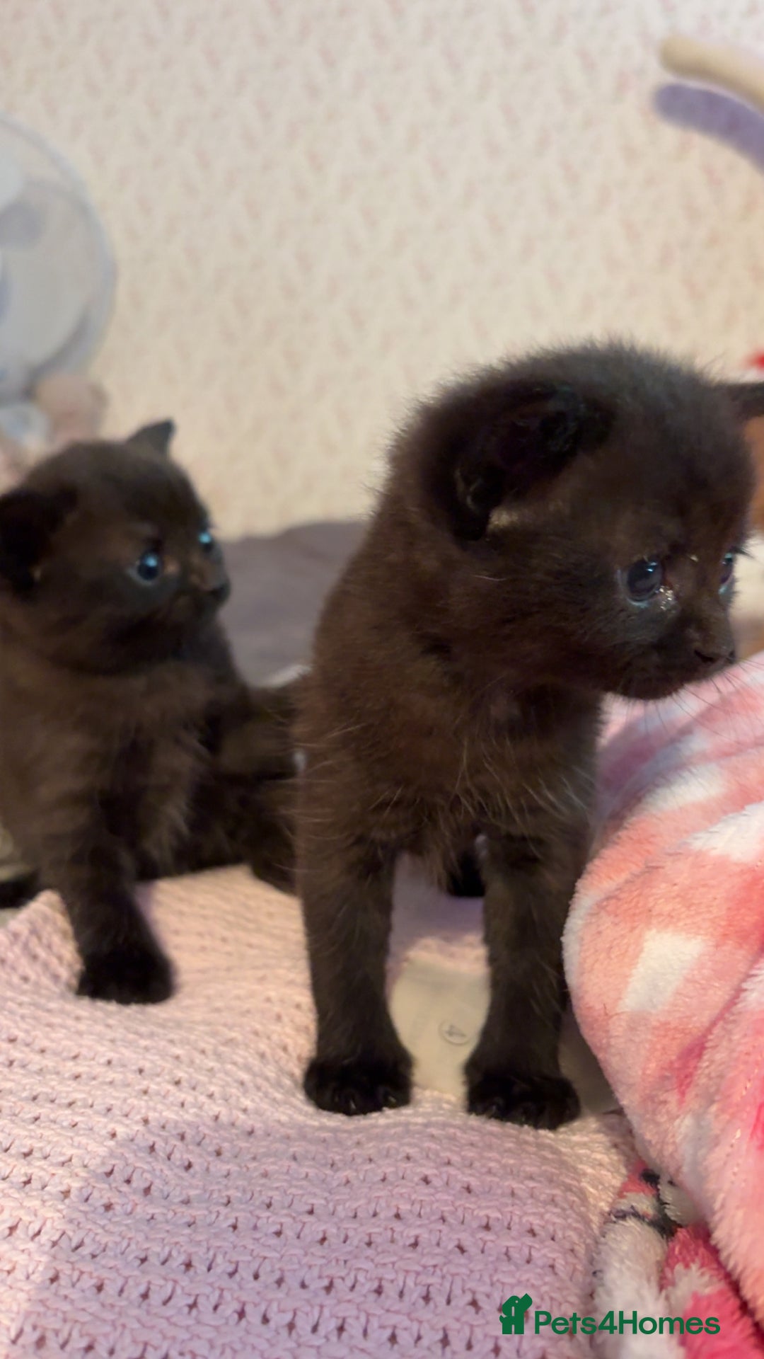 Domestic Shorthair cats for sale: 2 gorgeous kittens  - Image 1